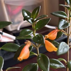 Healthy Goldfish plant starter! 