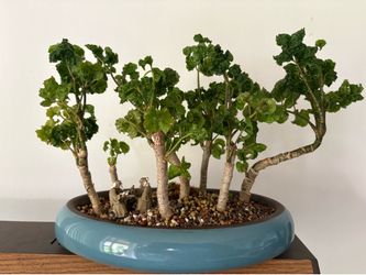 Bonsai Forest Aralia