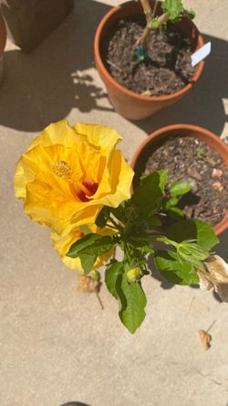 Hibiscus In Pot