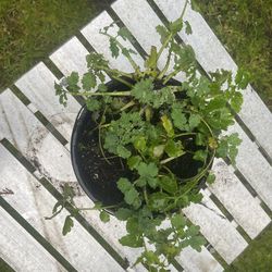 American marsh-pennywort