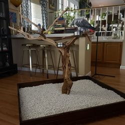 Bird Perch Stand