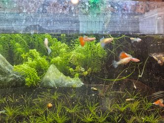 Fish tank