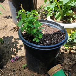 Chile Chiltepe Salvadoren̈o