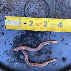 Fishing Bait Worms (European nightcrawlers) for Sale in Richmond, CA -  OfferUp