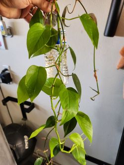 Indoor plant cuttings
