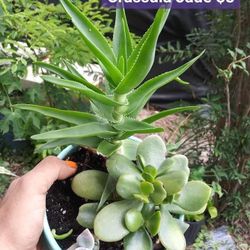 Variedad De Hermosas Plantas En Pharr 