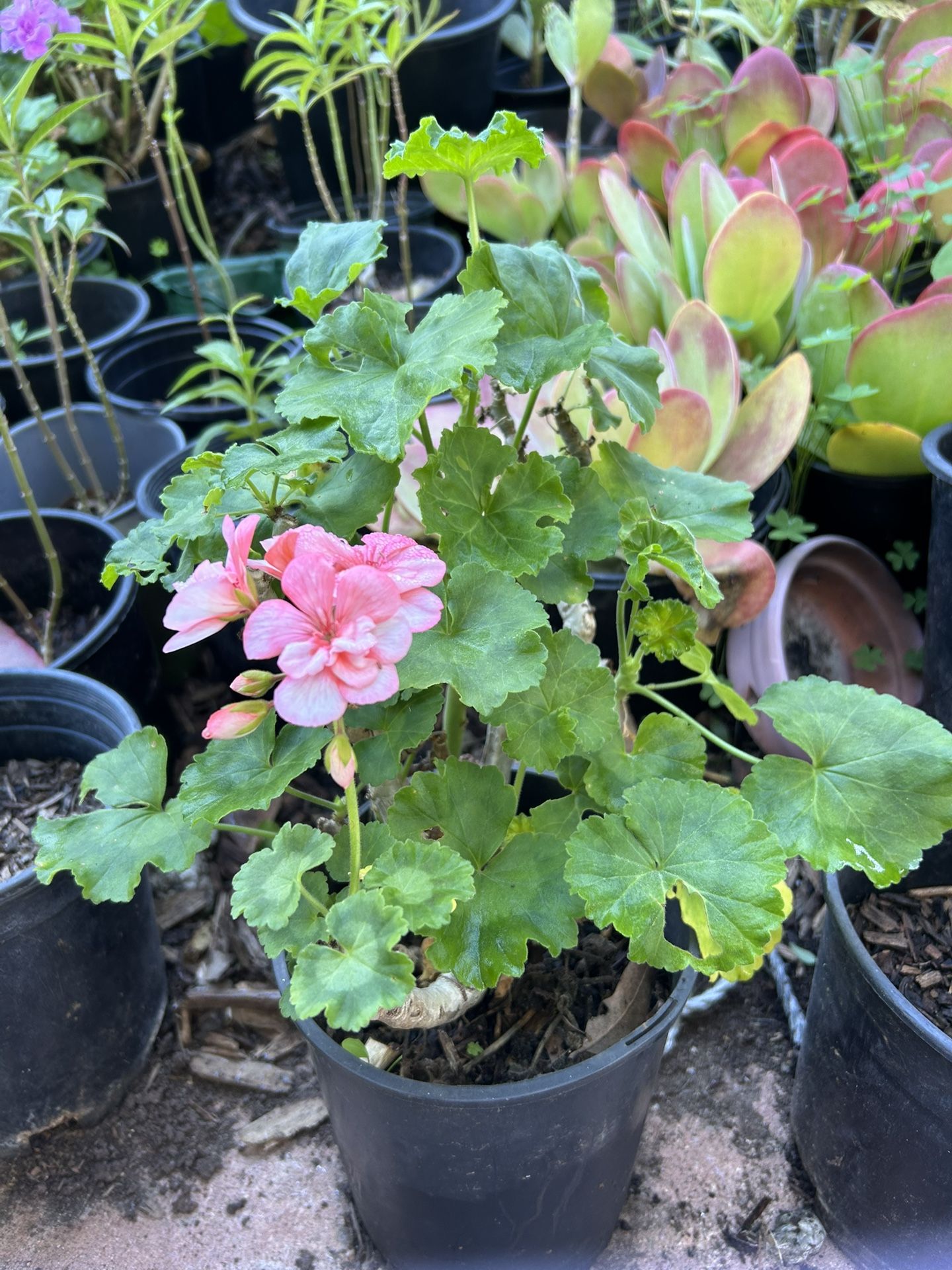 Geranium Plant