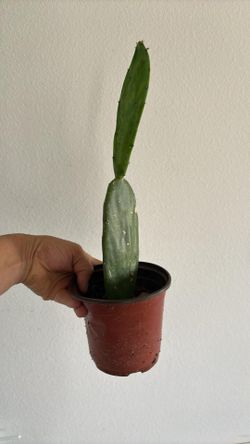 Small Cactus Plant 
