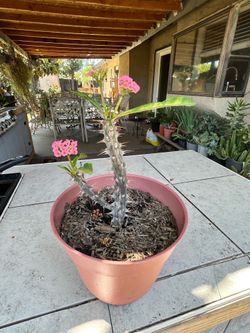 Planta de Corona de cristo