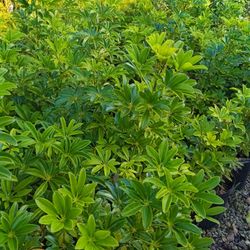 Green Arboricola Privacy Hedge Plants 🌿 7gl $16