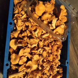 Hedgehog Mushrooms From Hoodcanal In Washington State 
