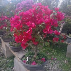 Gorgeous Bougainvillea Bonsai $110🩷