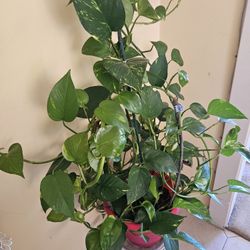 Money Plant