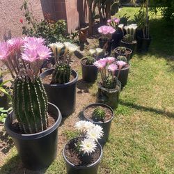 Hedgehog Cactus Plant