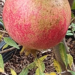 Pomegranate Fruit Plants.