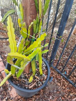 4 In 1 Dragon Fruit With A Trellis In A 20 Gallon Container 