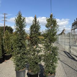 Eugenia Privacy Hedge