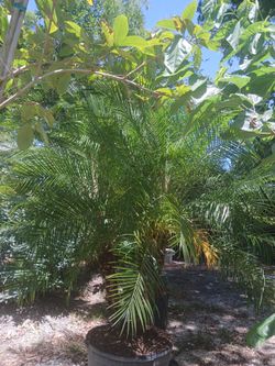 Robellini Palm 45gl $250