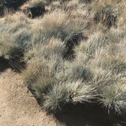 I’m selling succulents plants in different colors and. Fountain grass and more