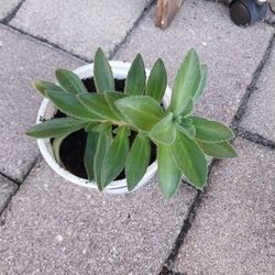 Potted Plant