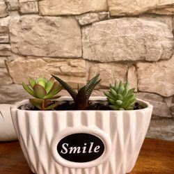 🎁 Assorted Succulents In 3"x6" Ceramic Pot With Drainage. 