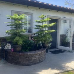 Norfolk Pine 5 feet