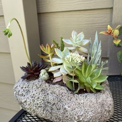 🎁Beautiful Arrangement From Different Succulents in Heavy Pot 9"x6"x3.5"
