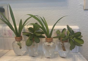 Jade succulent and Spider plant