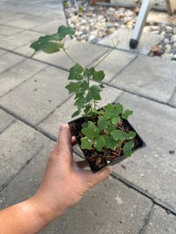 Native Plant: Inside-out Flower (Vancouveria hexandra) - 3.5" Pot