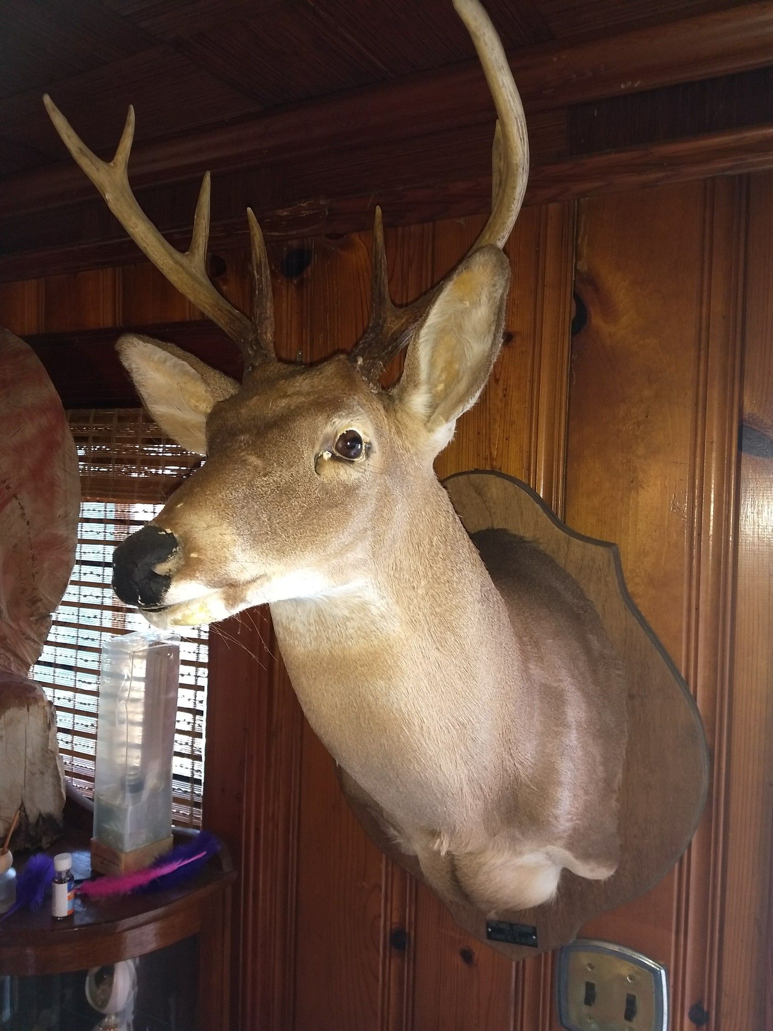 Deer mount