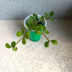 Peperomia Hope  Plant 