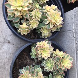 Succulents In 5 Gallon 
