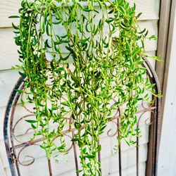 String Of Bananas Hanging Succulent Plant 
