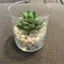 Faux Succulents