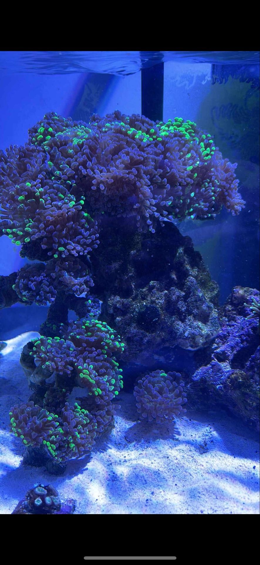 Fish Tanks Available 