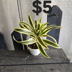 Dracaena "Song Of India" Plant