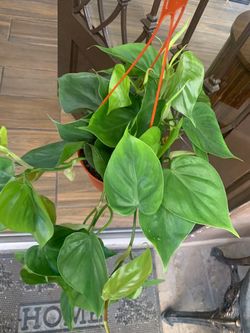 Philo heart leaf indoor plants