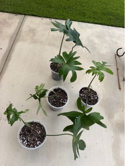 Philodendron Pedatum
