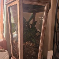 Peace Lilly In Lantern