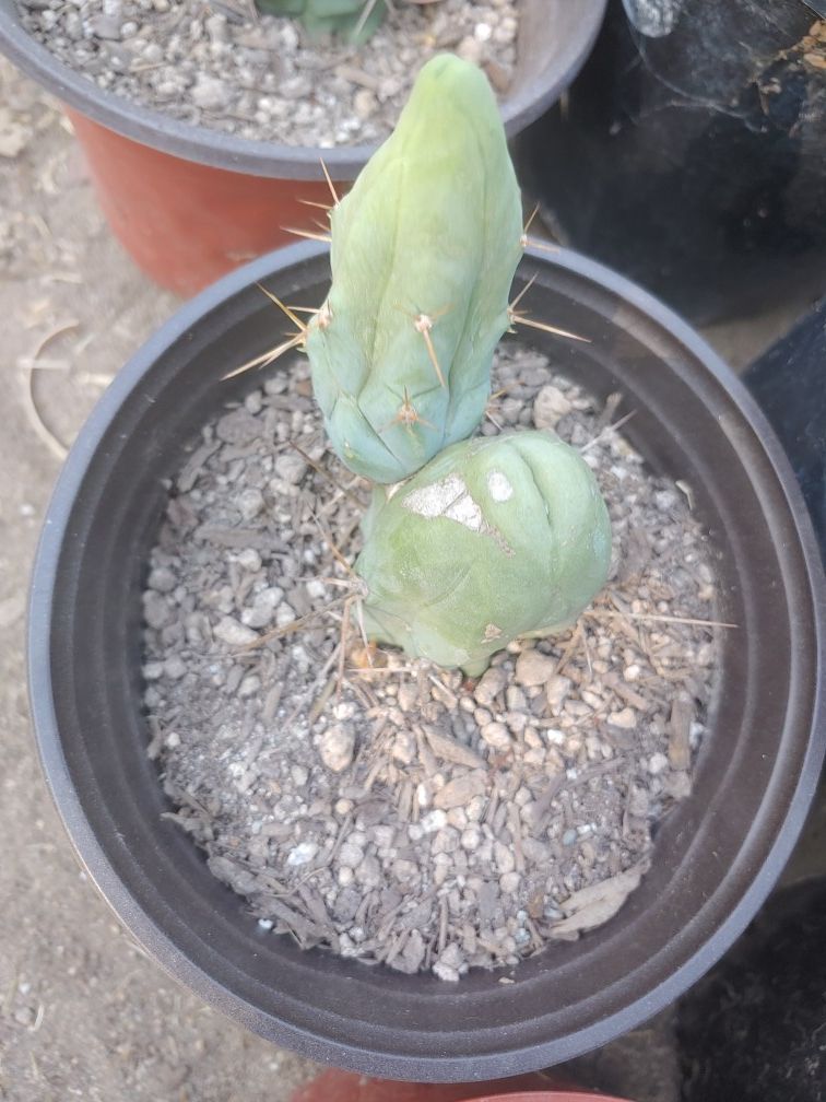 Trichocereus Bridgesii monstrose short form clone A