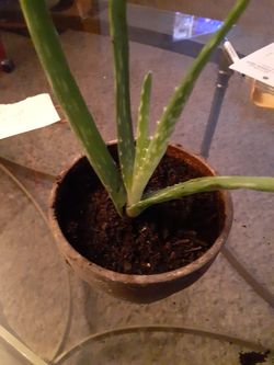 Alvera..plant