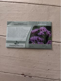 Verbena Seeds