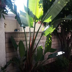 Bird Of Paradise/ Asst. Plants