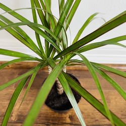Dracaena Plant 