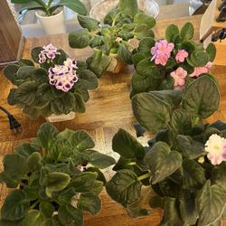 6 African Violets And 1 Orchid