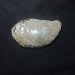 Oyster / Rock