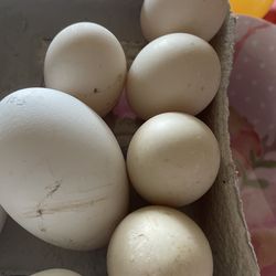 Fertile eggs