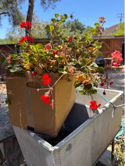 Geranium cuttings