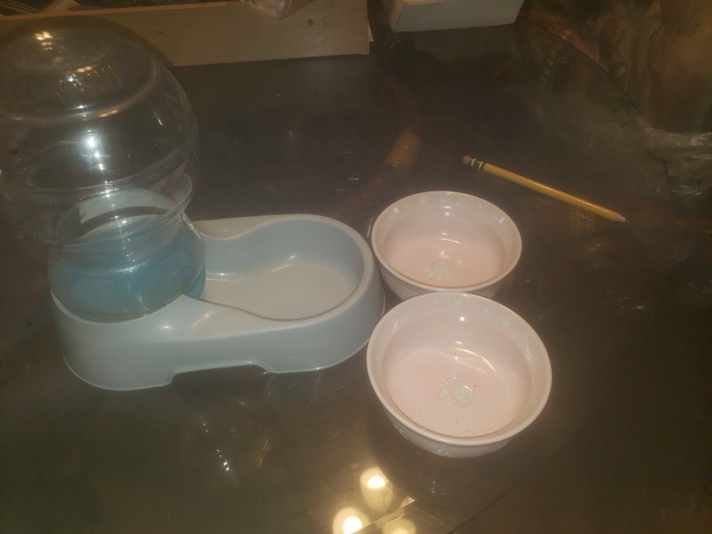 Cat Supplies 