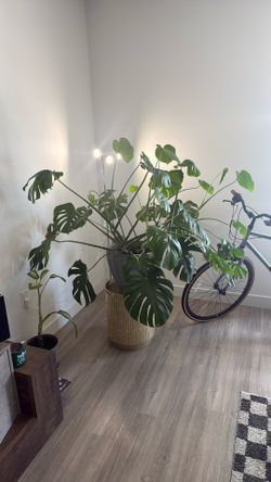 HUGE MONSTERA EXTREMELY LARGE